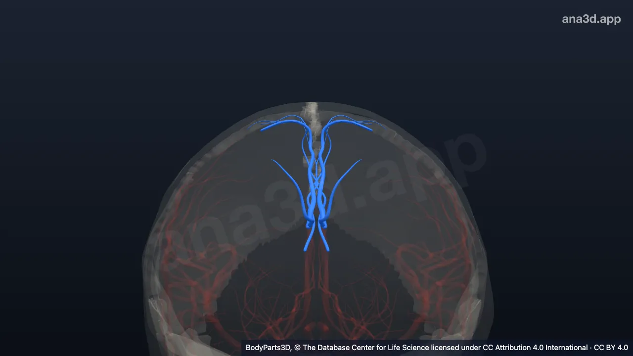 3D model: branch of callosomarginal artery