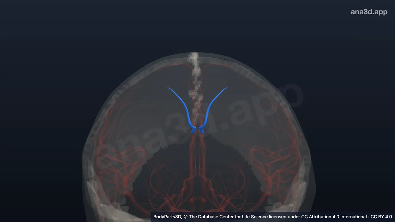 3D model: intermediomedial branch of callosomarginal artery