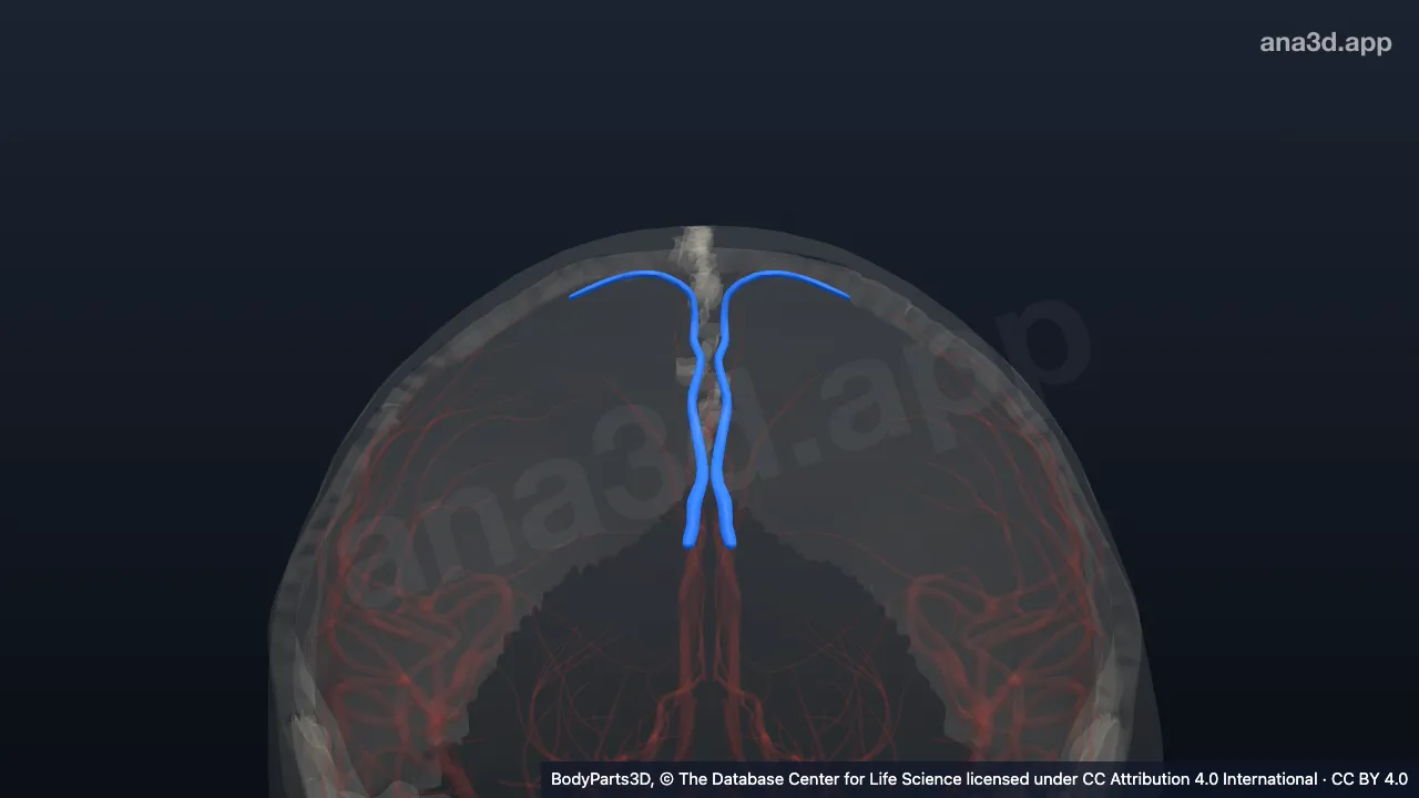 Model 3D: Cabang posteromedial arteri kalosomarginalis