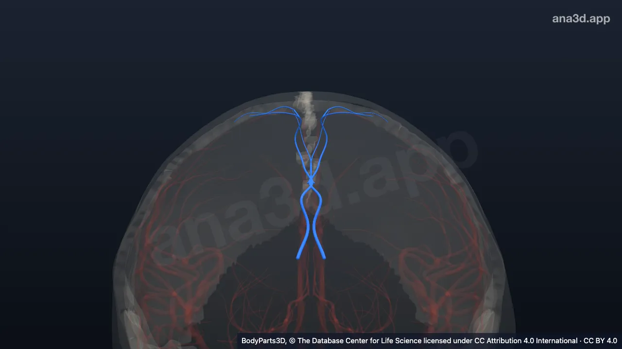 Model 3D: Cabang parasentralis arteri kalosomarginalis