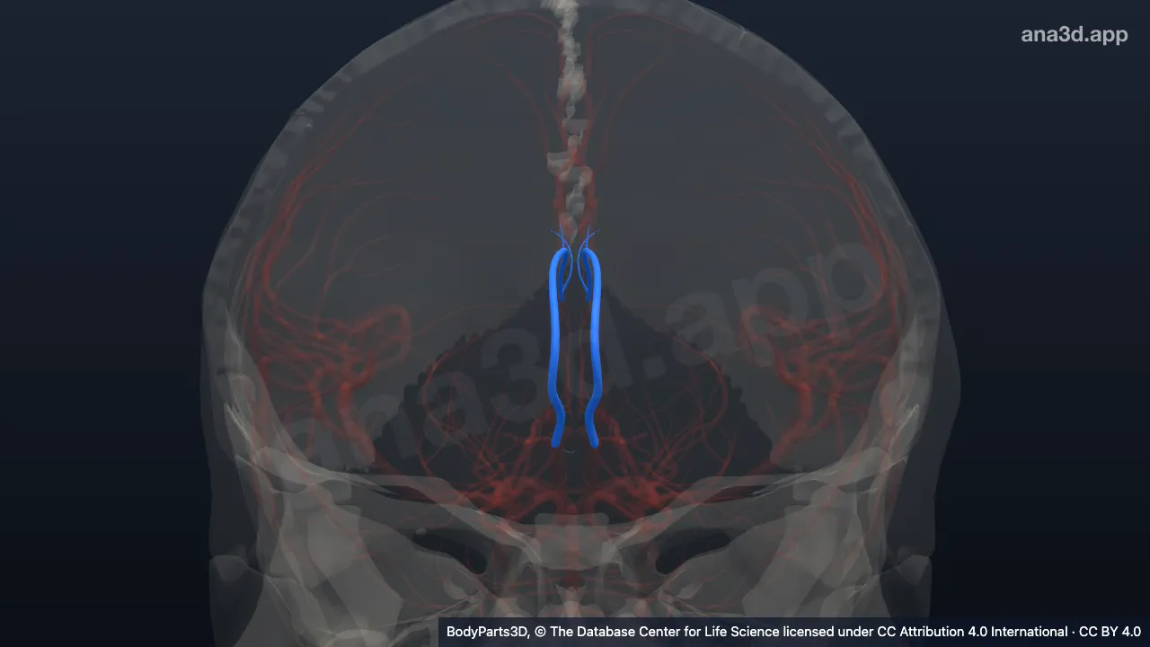 3D model: pericallosal artery