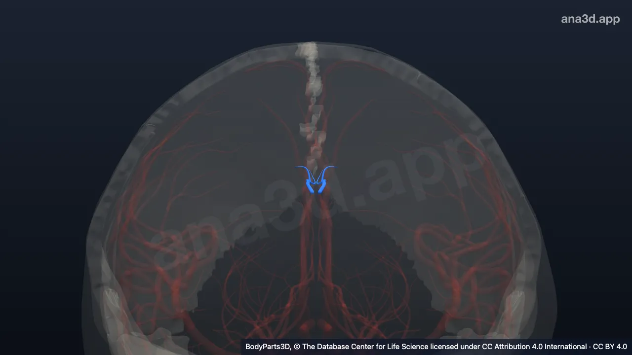 3D model: branch of pericallosal artery