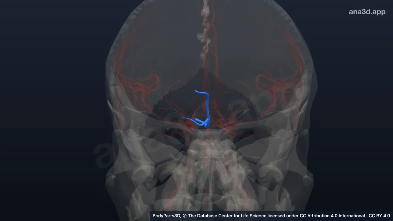 Modèle 3D : Artère frontobasale médiale droite