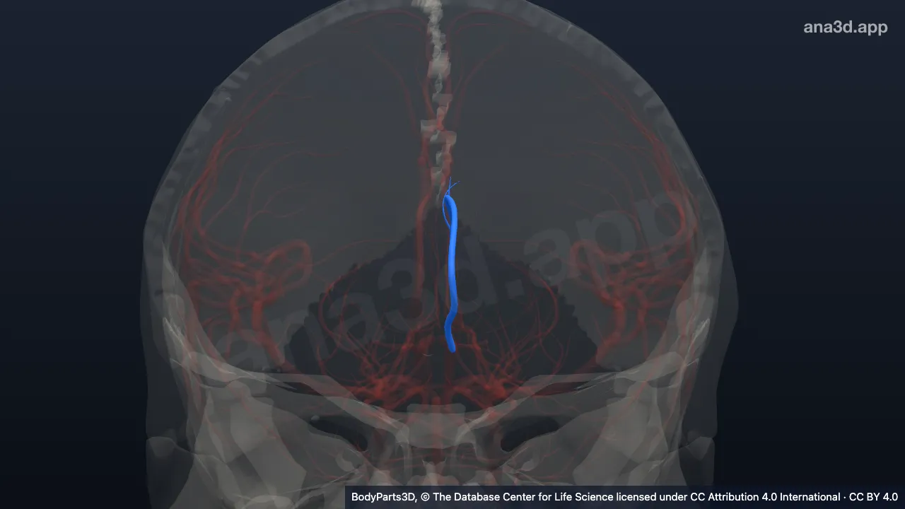 Modelo 3D: Arteria pericallosa izquierda