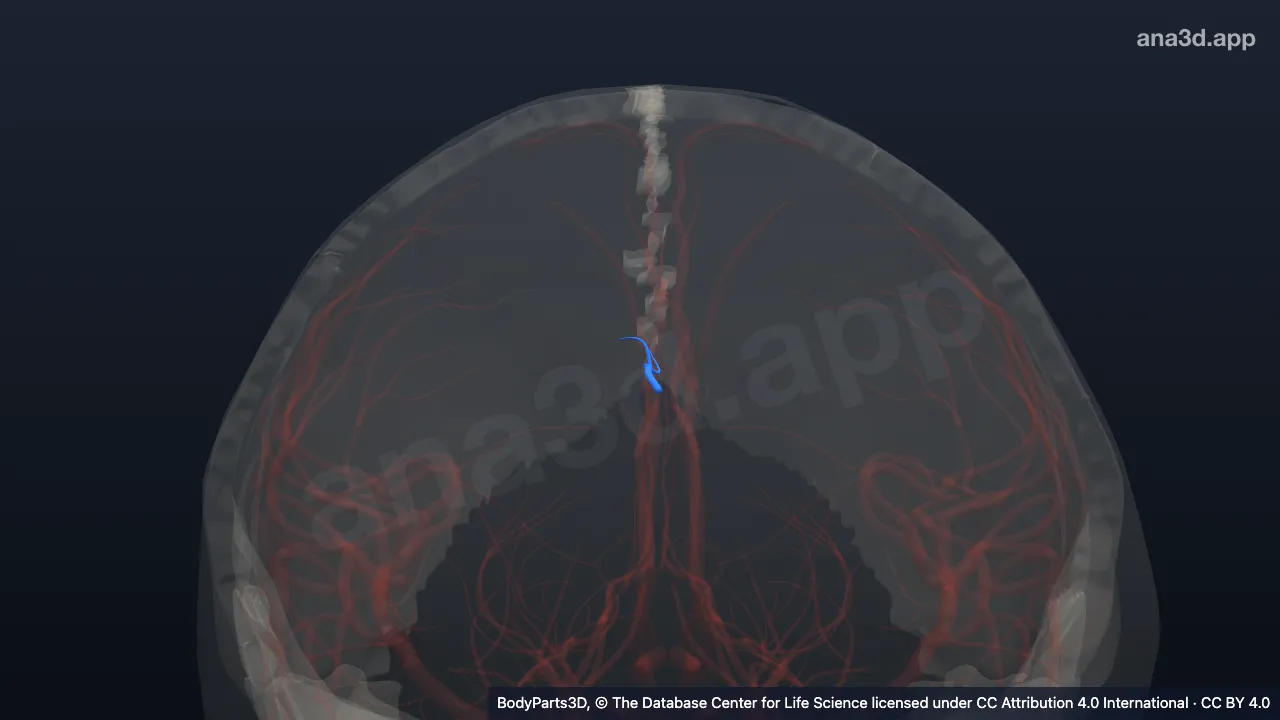 3D model: precuneal branch of right pericallosal artery