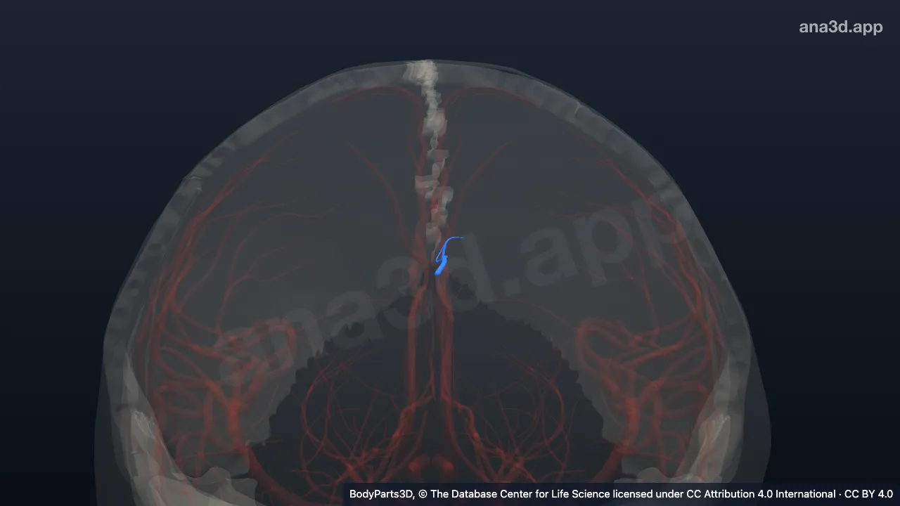 3D model: precuneal branch of left pericallosal artery