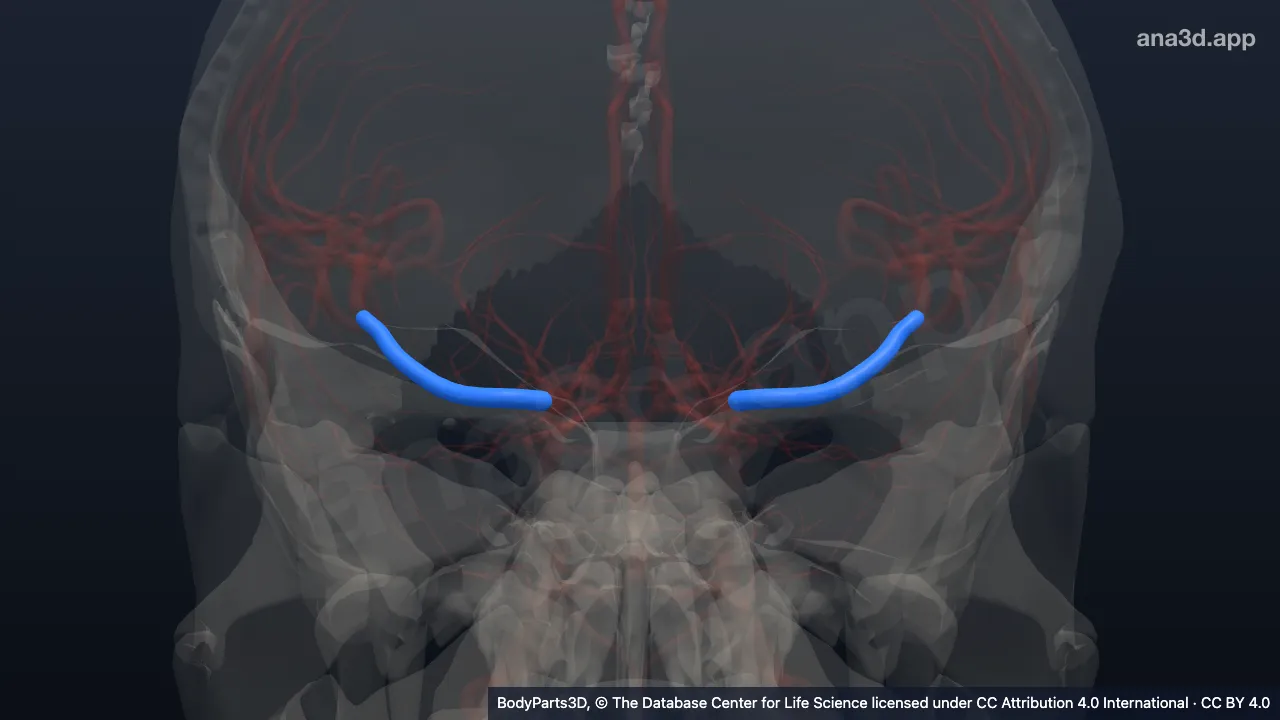 3D model: sphenoid part of middle cerebral artery