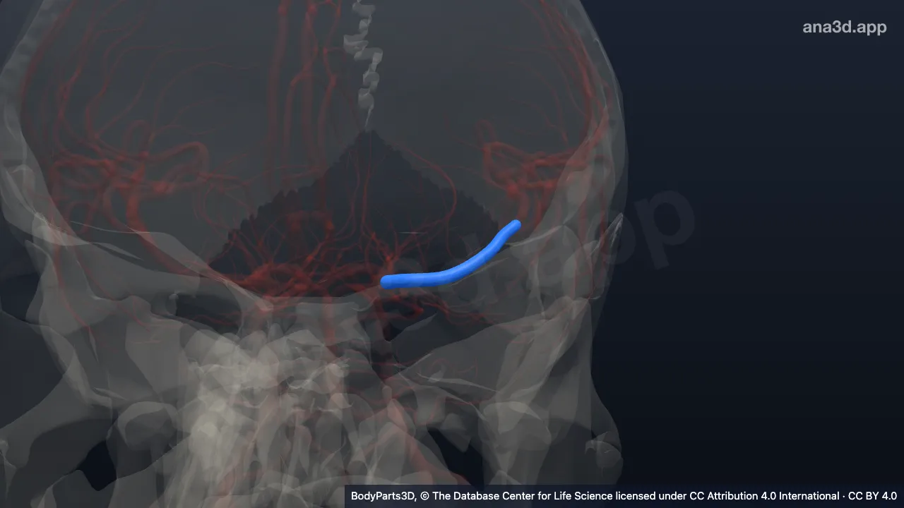 3D-Modell: Pars sphenoidalis der linken Arteria cerebri media
