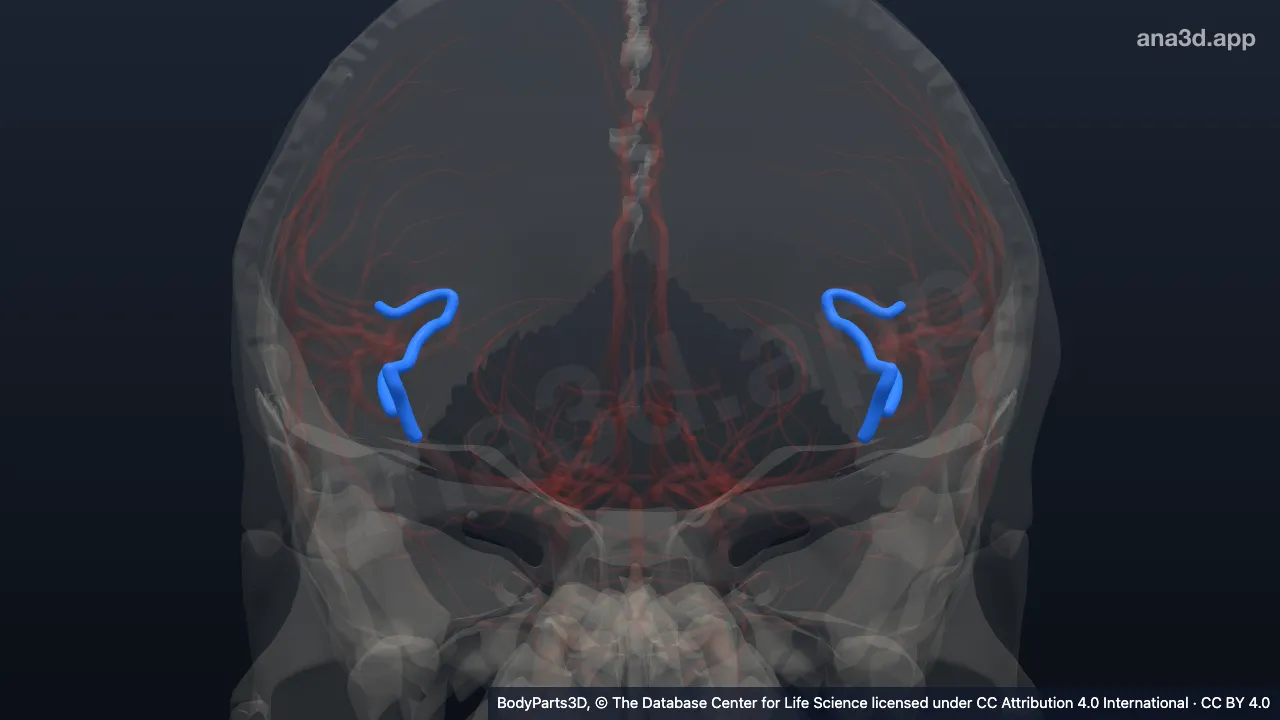 Model 3D: Bagian insularis arteri serebri media