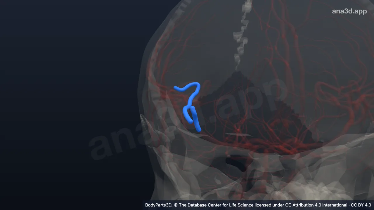 3D-Modell: Pars insularis der rechten Arteria cerebri media