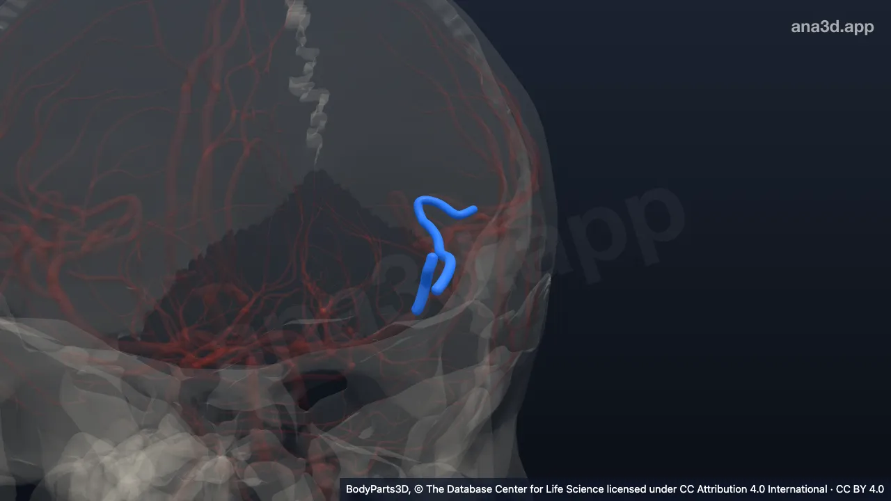 3D-Modell: Pars insularis der linken Arteria cerebri media