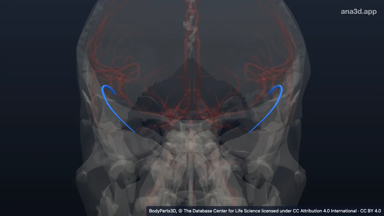 3D model: polar temporal artery