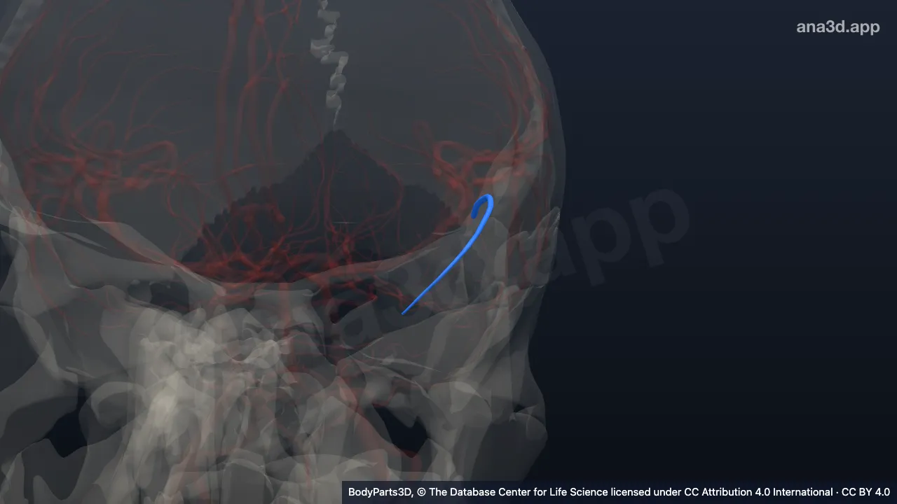 Modelo 3D: Arteria temporal polar izquierda