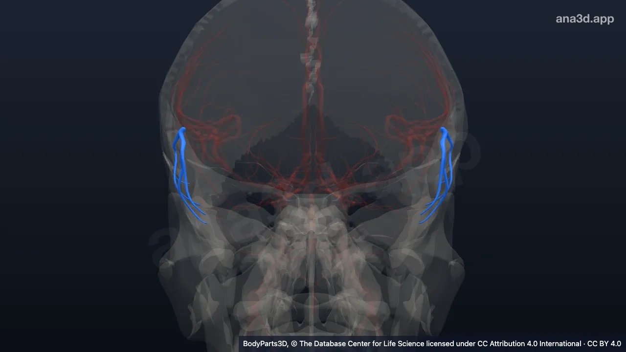 Modelo 3D: Arteria temporal anterior