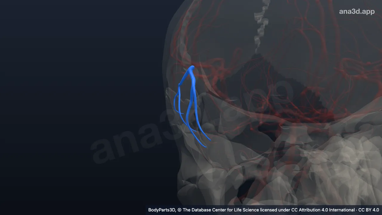 3D model: right anterior temporal artery