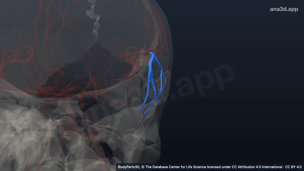 3D model: left anterior temporal artery