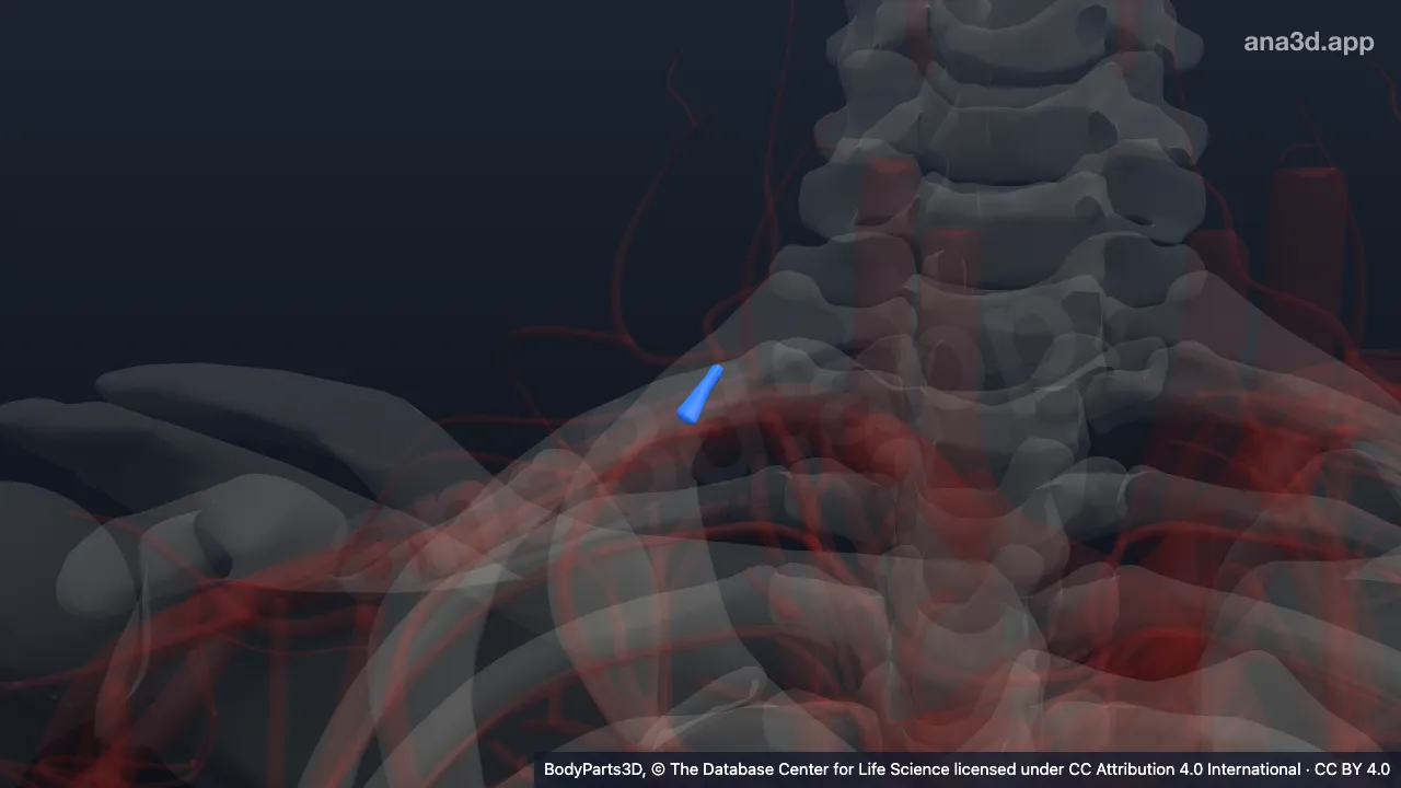 3D model: right costocervical trunk