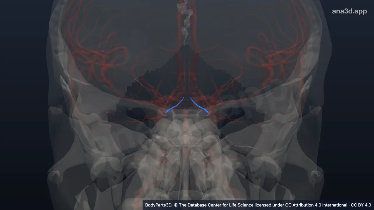 3D model: hypothalamic branch of posterior communicating artery