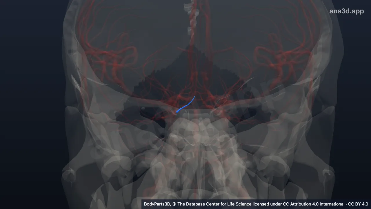 3D model: hypothalamic branch of right posterior communicating artery