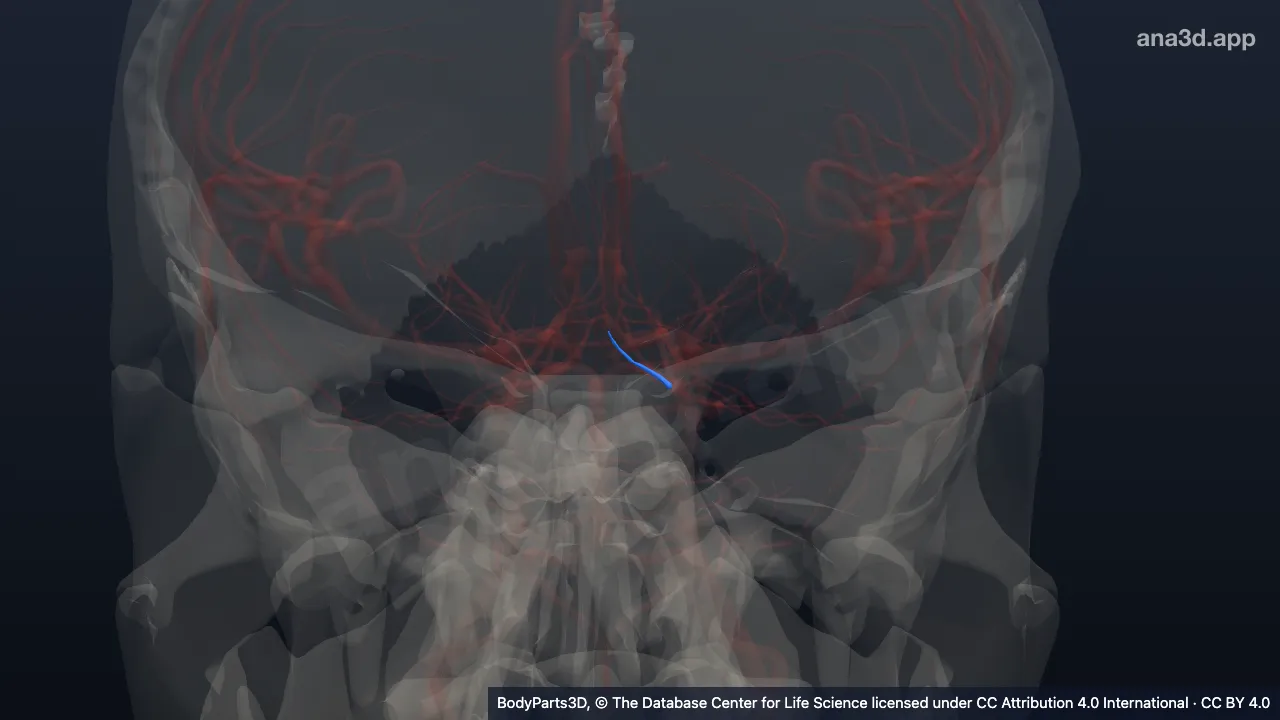 3D model: hypothalamic branch of left posterior communicating artery