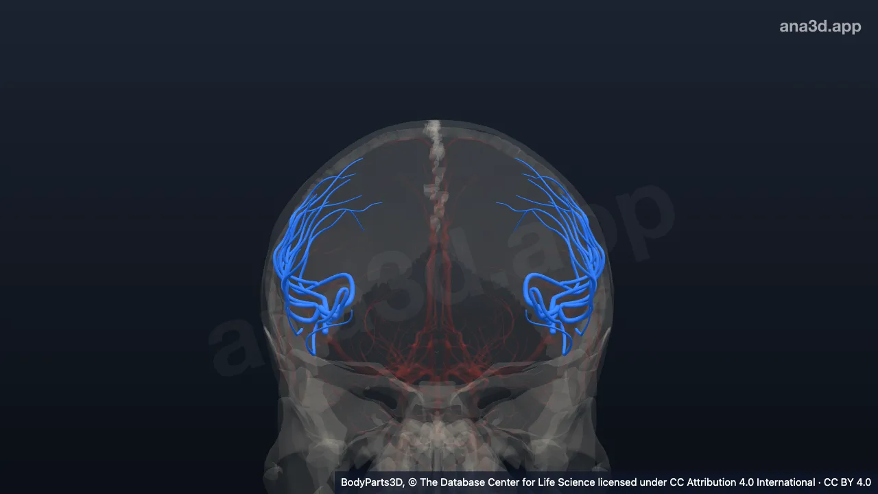 Mô hình 3D: Nhánh tận trên của động mạch não giữa