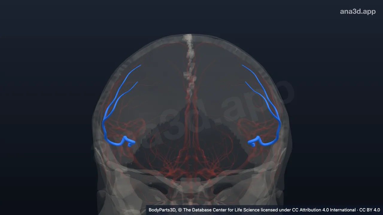 Modelo 3D: Arteria prefrontal