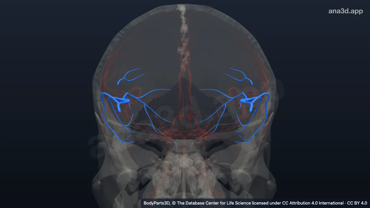 Modelo 3D: Ramas temporales de la arteria cerebral media