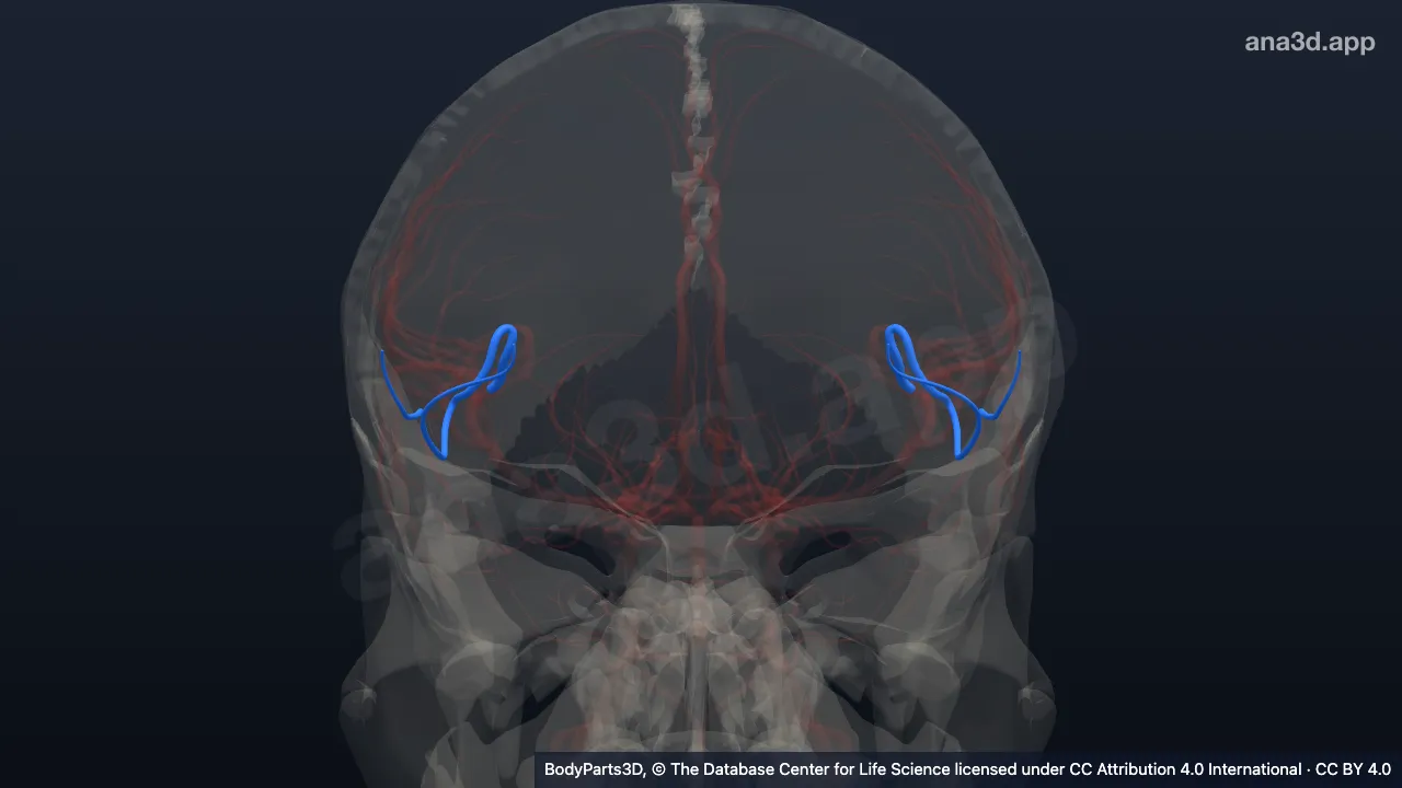 Modelo 3D: Artéria frontobasilar lateral
