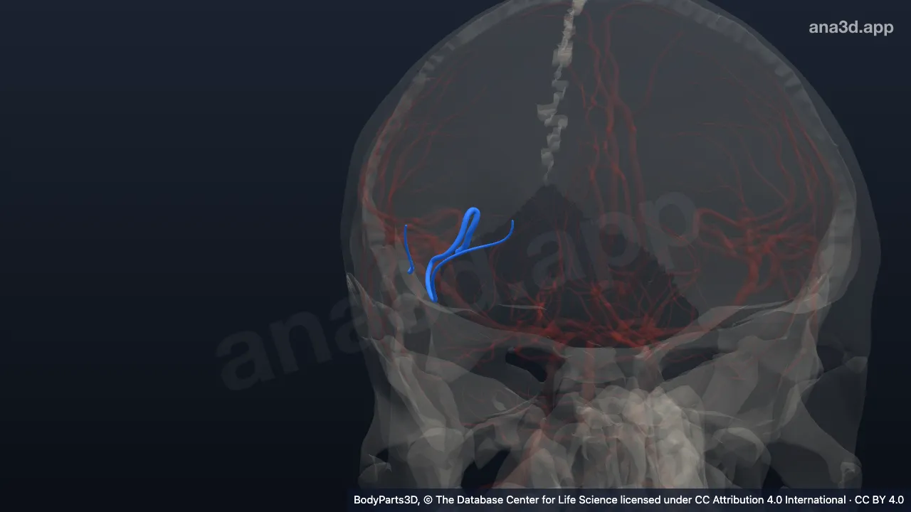 3D-Modell: Rechte Arteria frontobasalis lateralis