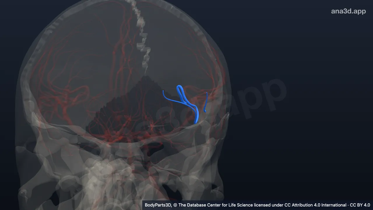 Modelo 3D: Artéria frontobasilar lateral esquerda