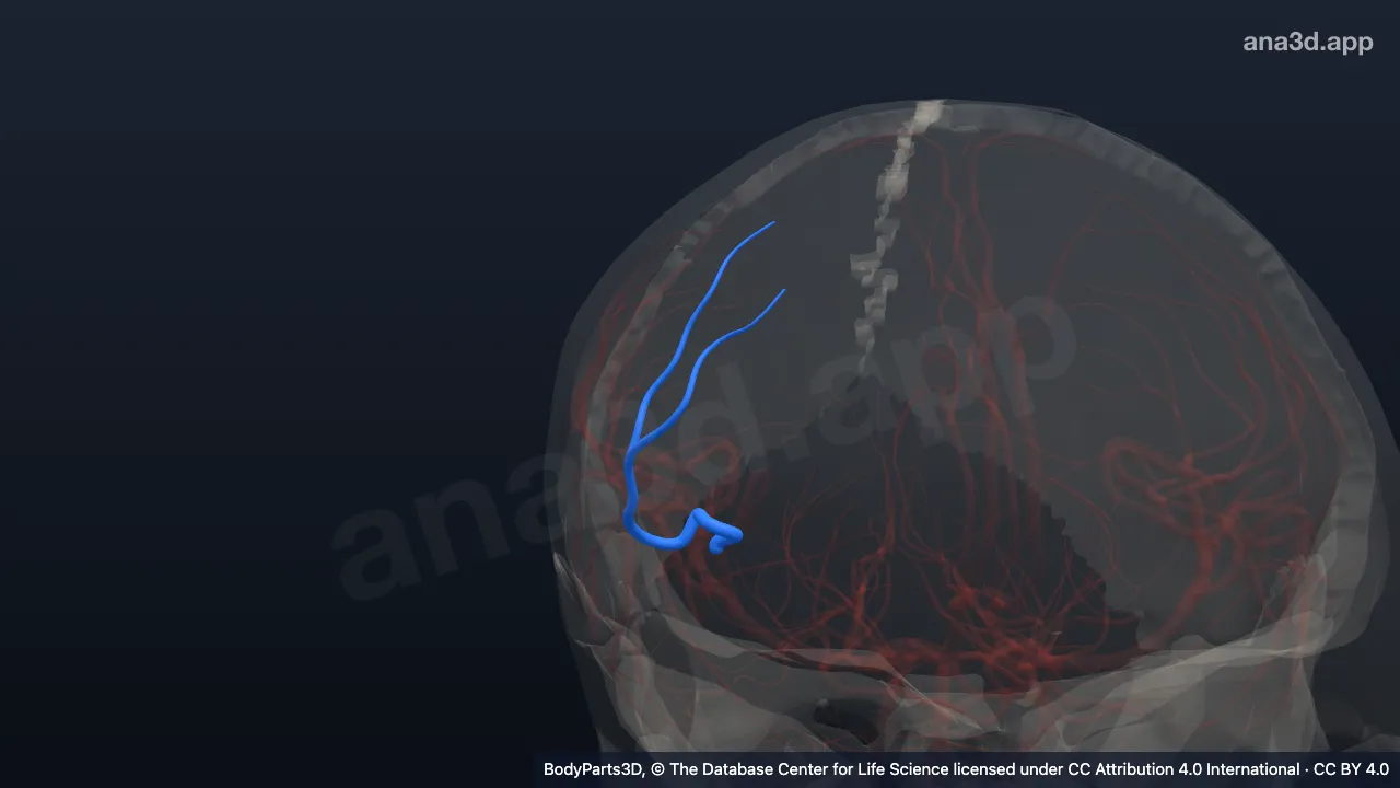 3D model: right prefrontal artery