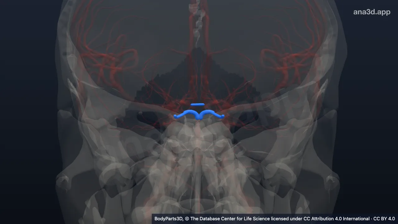 3D model: cerebral arterial circle