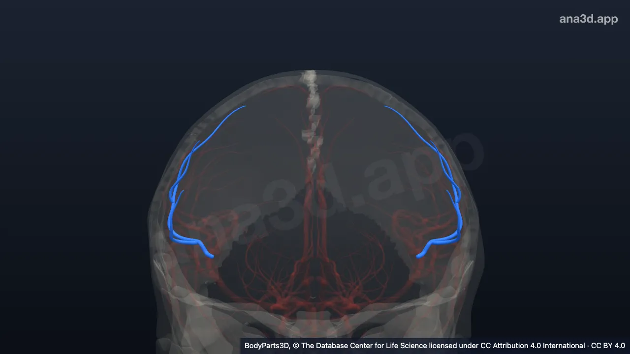 Modelo 3D: Arteria del surco precentral
