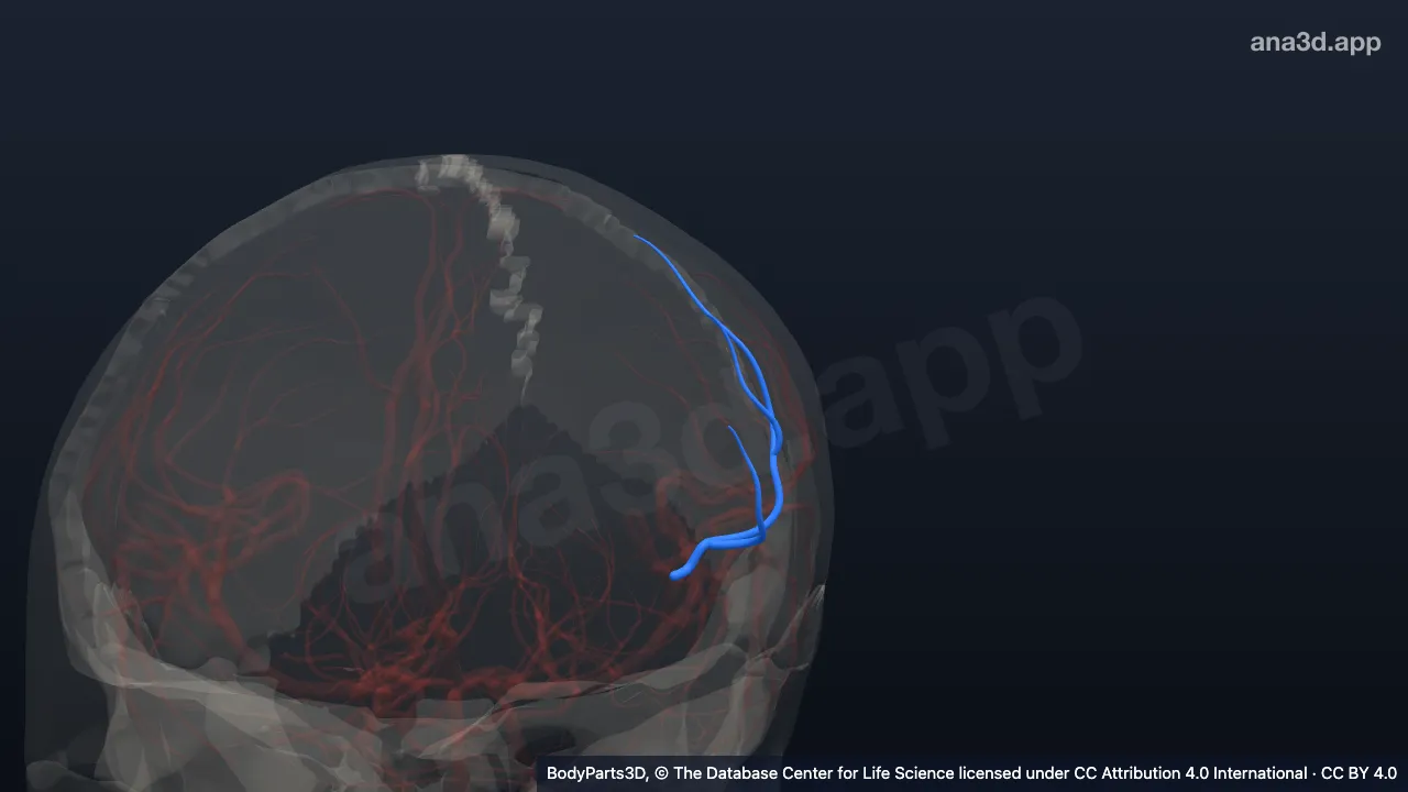 3D model: artery of left precentral sulcus