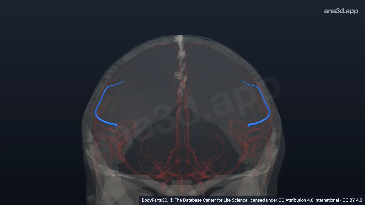 3D model: artery of postcentral sulcus