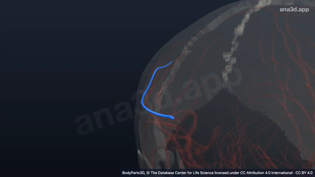 Model 3D: Arteri sulkus postsentralis kanan