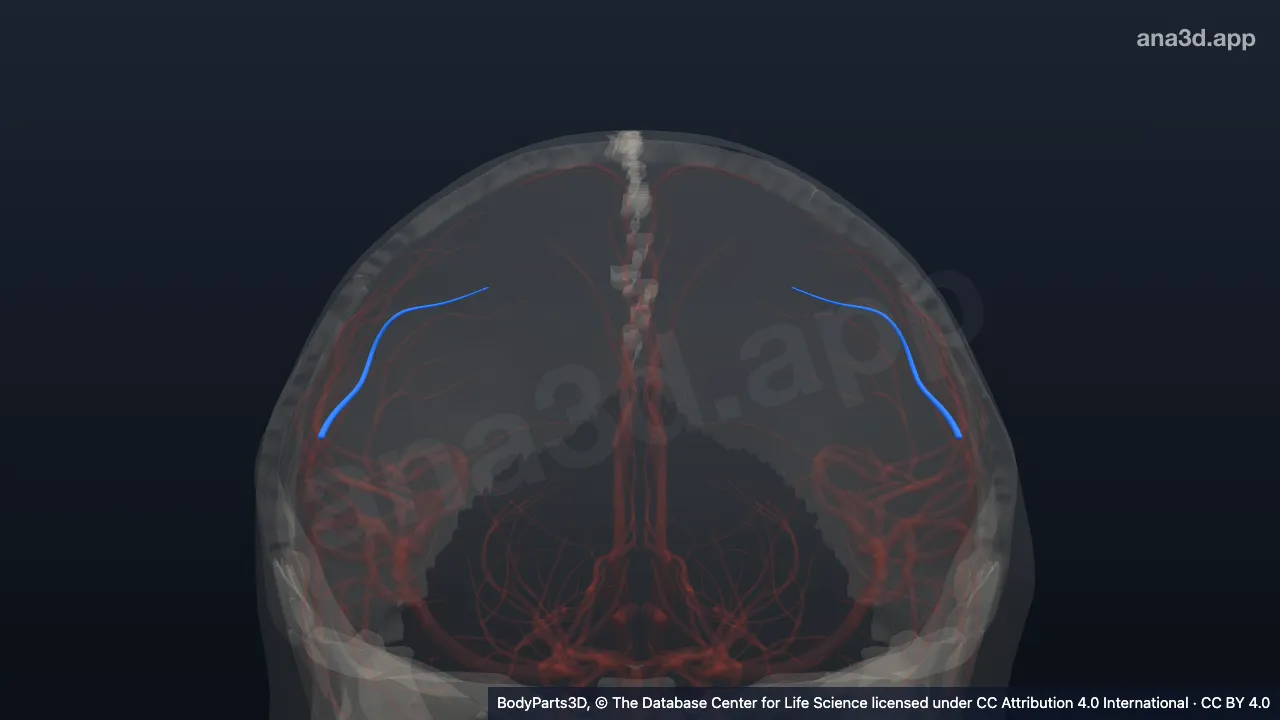 Modelo 3D: Artéria parietal anterior