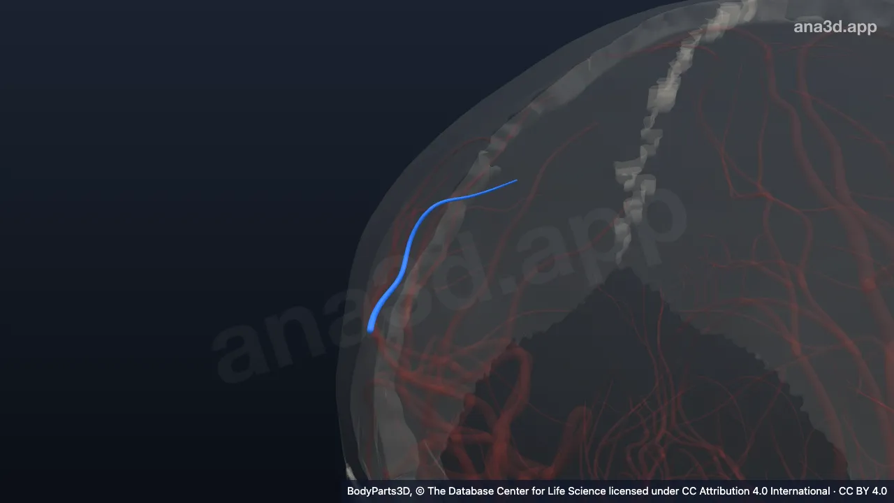 Modelo 3D: Artéria parietal anterior direita