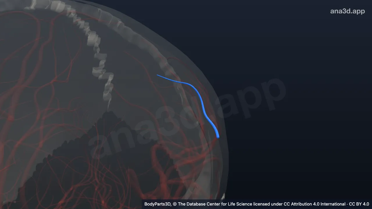 Modelo 3D: Artéria parietal anterior esquerda