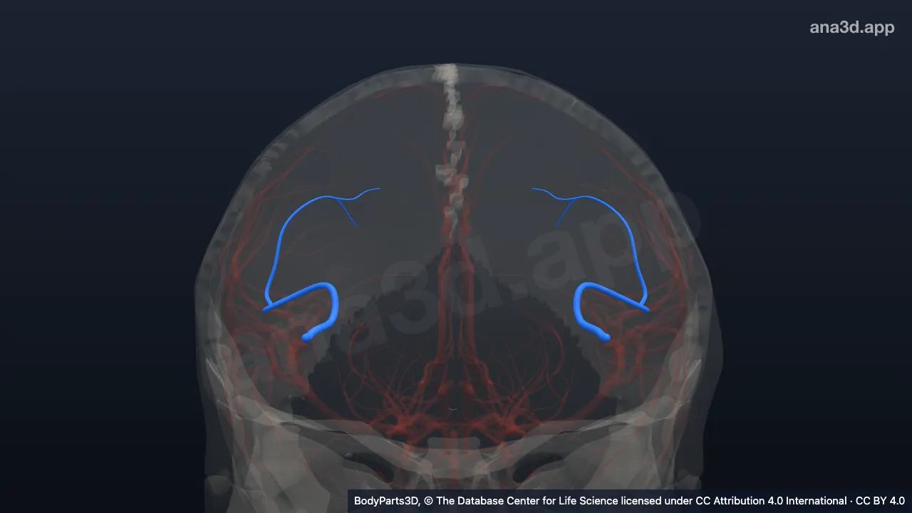 Modelo 3D: Arteria parietal posterior