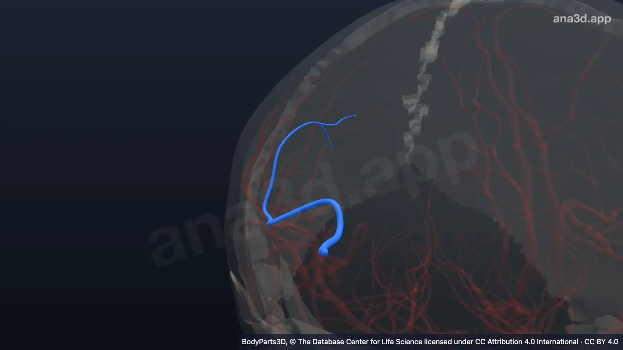 Modelo 3D: Arteria parietal posterior derecha