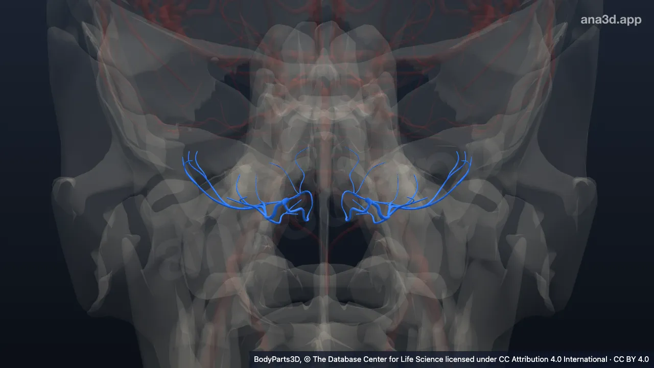 3D model: posterior inferior cerebellar artery
