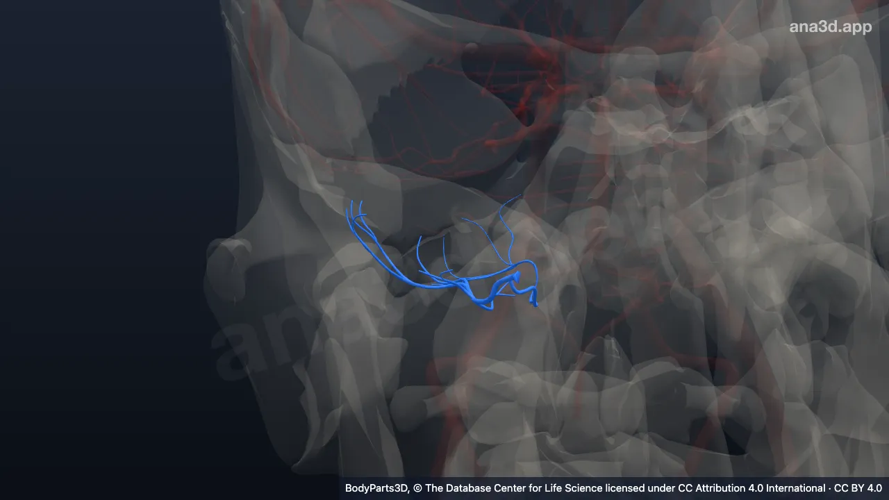 3D-Modell: Rechte Arteria cerebelli inferior posterior