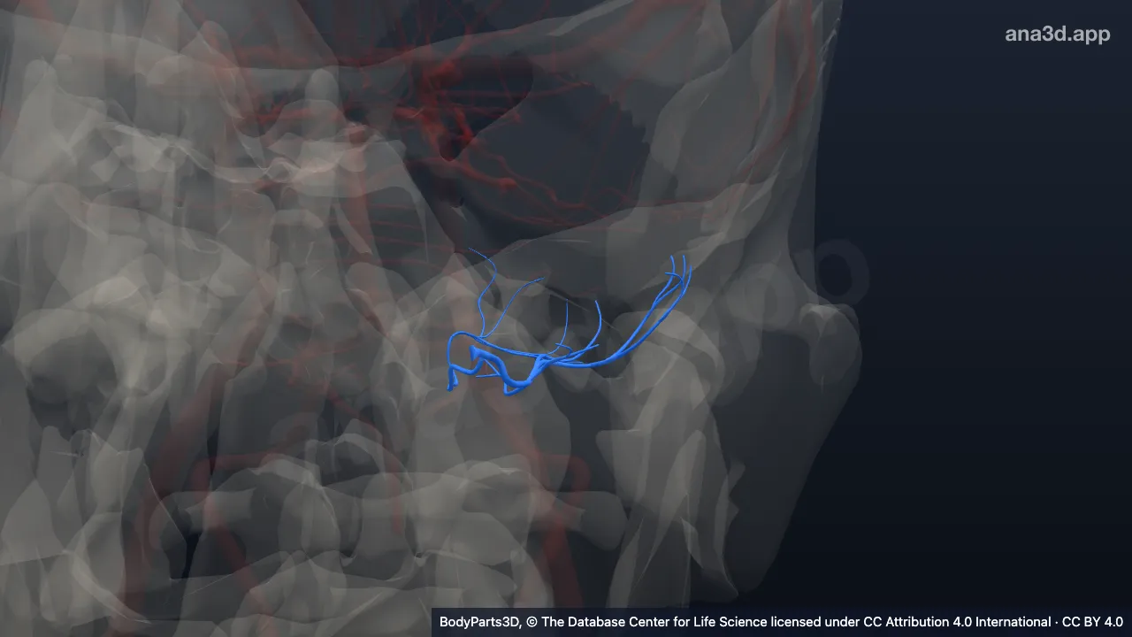 3D-Modell: Linke Arteria cerebelli inferior posterior