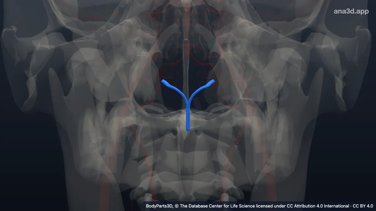 3D model: anterior spinal artery
