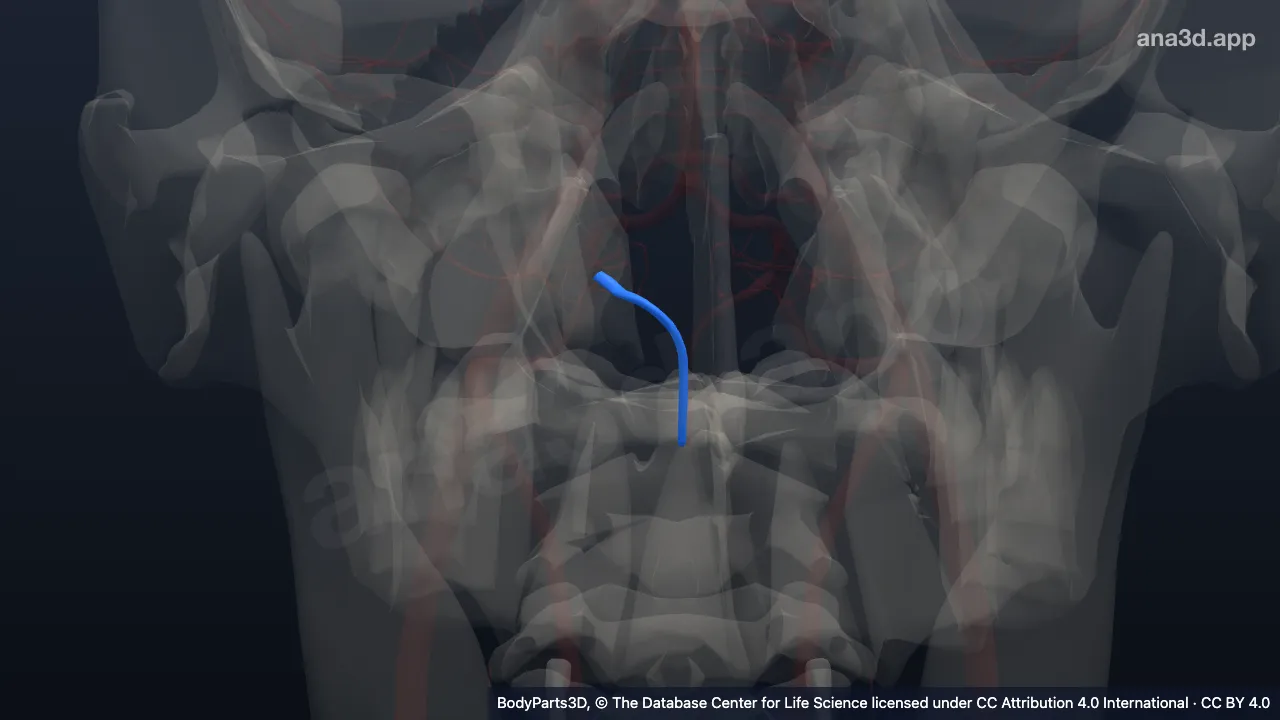 3D-Modell: Rechte Arteria spinalis anterior