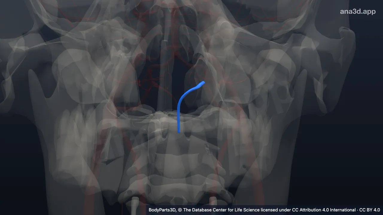 3D model: left anterior spinal artery