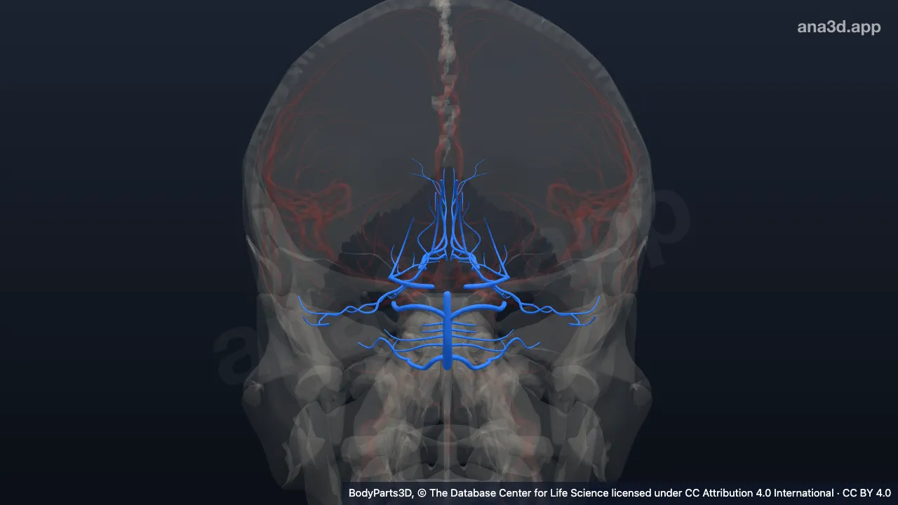 3D model: basilar artery