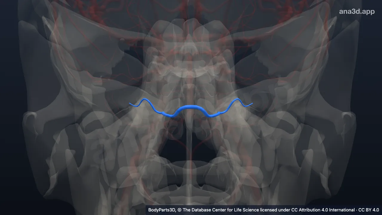 3D model: anterior inferior cerebellar artery