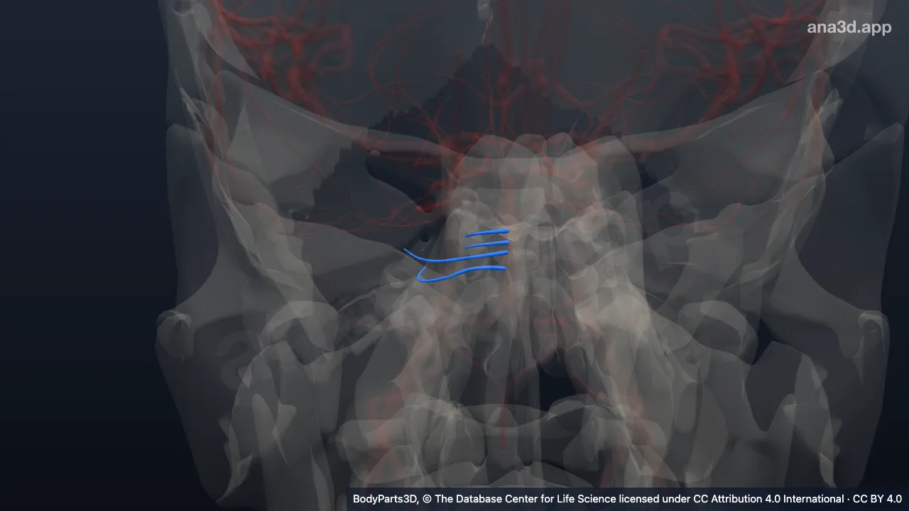 3D model: right pontine artery